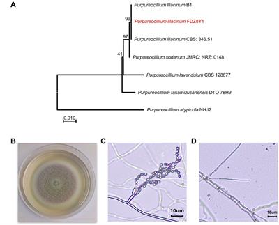 Revealing the metabolic potential and environmental adaptation of nematophagous fungus, Purpureocillium lilacinum, derived from hadal sediment